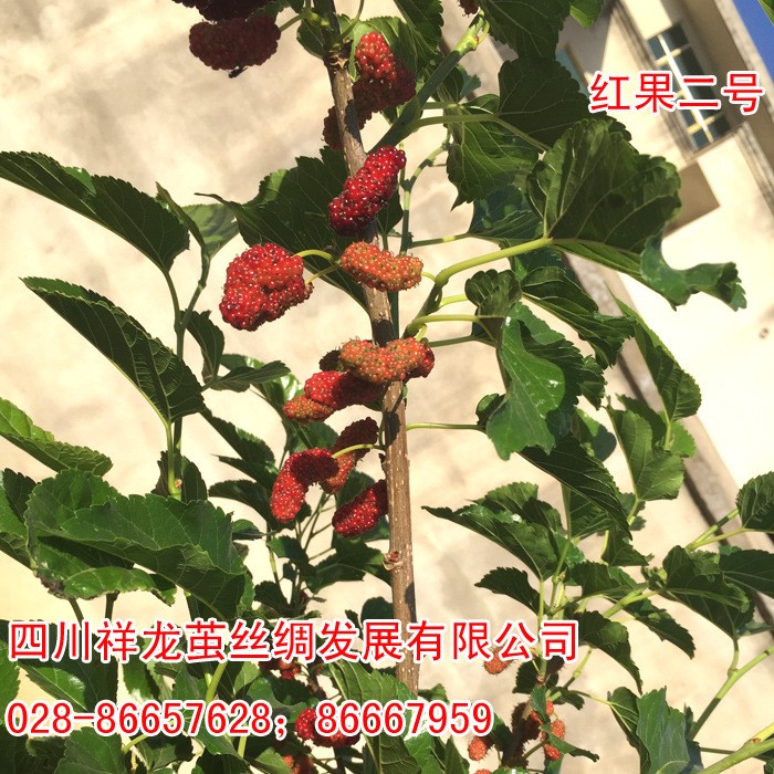 大量供應(yīng)果桑嫁接桑苗量產(chǎn)果紅果二號(hào)