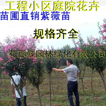 庭院/別墅綠化苗木紅花紫薇樹苗 紫薇小苗 紫薇苗 美化苗 根系壯