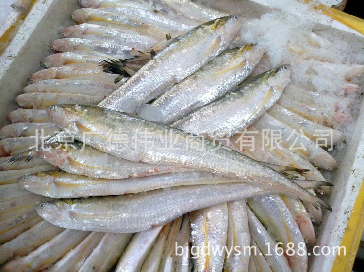 長(zhǎng)江刀魚 海刀魚  高品質(zhì)源頭貨源鰣魚 黃魚 河豚 大白魚