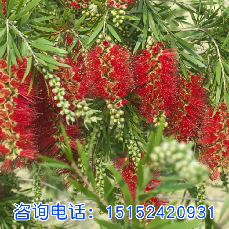 紅千層供應澳洲紅千層種子 當年新采 南北方種植 量大優惠