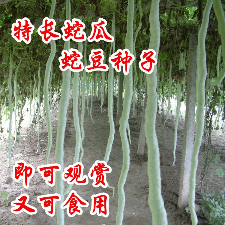 蛇瓜苗種籽 蛇豆四季 菜園長豆角 苗子小蛇形 觀賞 國產(chǎn) 蔬菜簡單