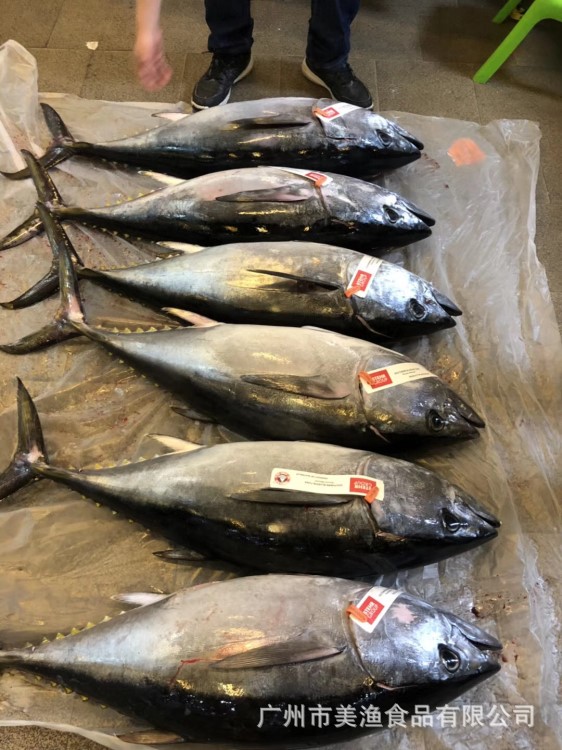 冰鲜金枪鱼澳洲蓝鳍整条黄鳍大目金枪鱼店庆用 40-100斤/条需预定