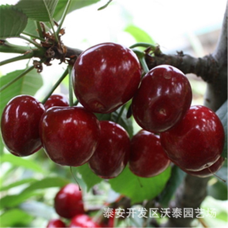 早大果櫻桃苗全國(guó)種植意大利早紅櫻桃苗易管理價(jià)低紅燈櫻桃苗