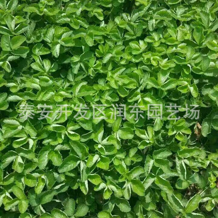 常年出售菠蘿蜜草莓苗 萊克特草莓苗 達(dá)賽草莓苗 量大優(yōu)惠