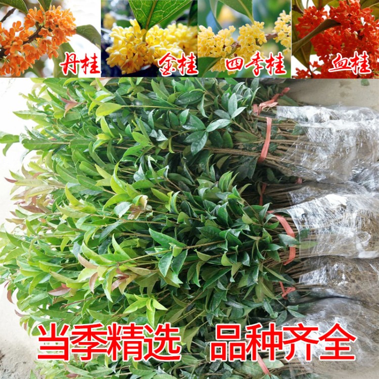 包郵桂花樹苗金桂丹桂血桂八月桂四季桂盆栽花卉庭院綠植桂花苗