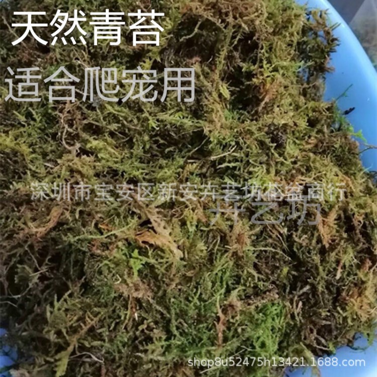 天然干青苔水草水苔寵物過冬保暖保濕運輸墊材蘭花鋪面育苗種植