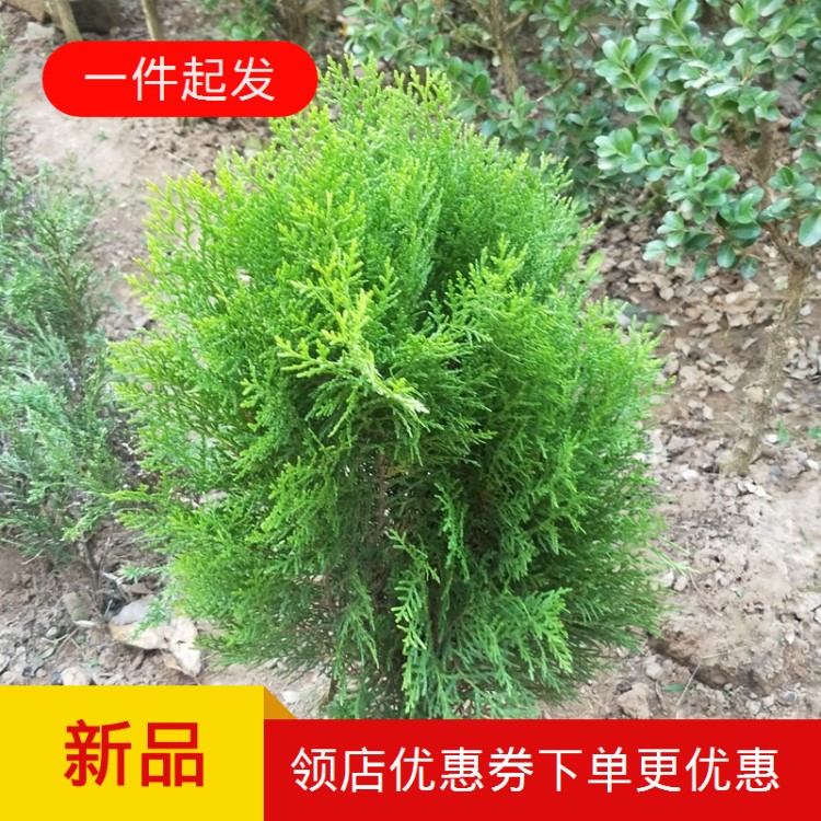 新品灑金柏香松樹苗羅漢迎客松柏樹墓地盆栽景植物常綠植庭院