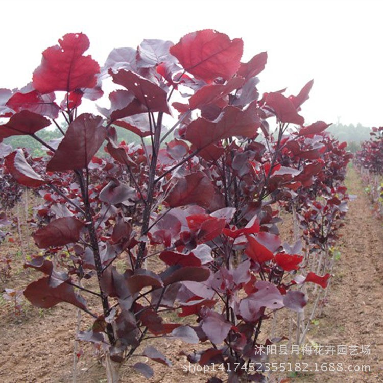 批發(fā)綠化苗木紅葉楊樹苗 園林彩葉小苗 根系深 常綠喬木 楊樹苗