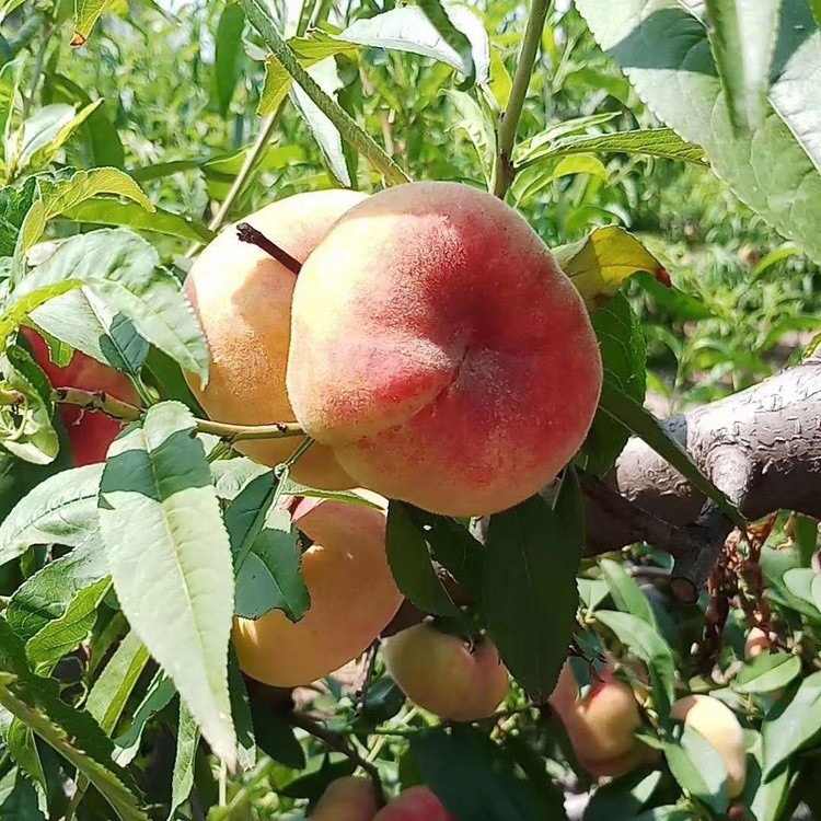 苗圃出售明月油蟠桃樹苗 根系發(fā)達油蟠（風味皇后）桃苗