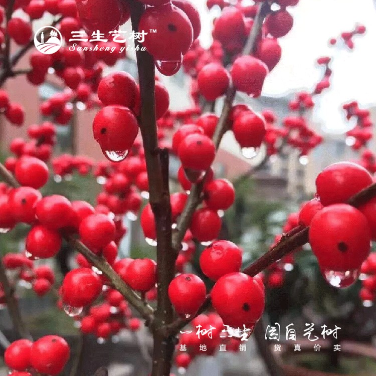 三生藝樹基地批發(fā)紅果冬青盆栽觀果紅果庭院耐寒植物歐洲紅果冬青