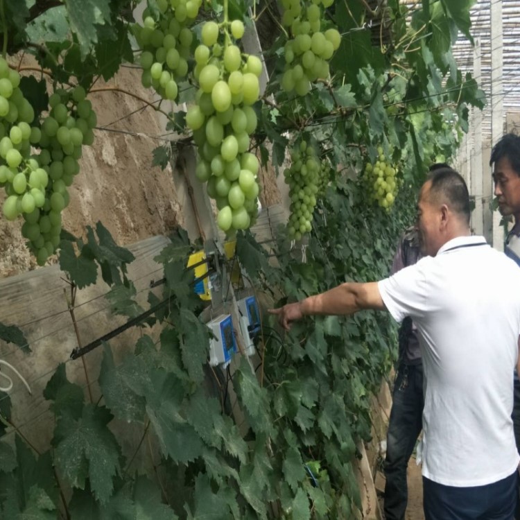 蔬菜大棚放風機手動自動雙用智能溫控設備通風器 手機APP一鍵操控
