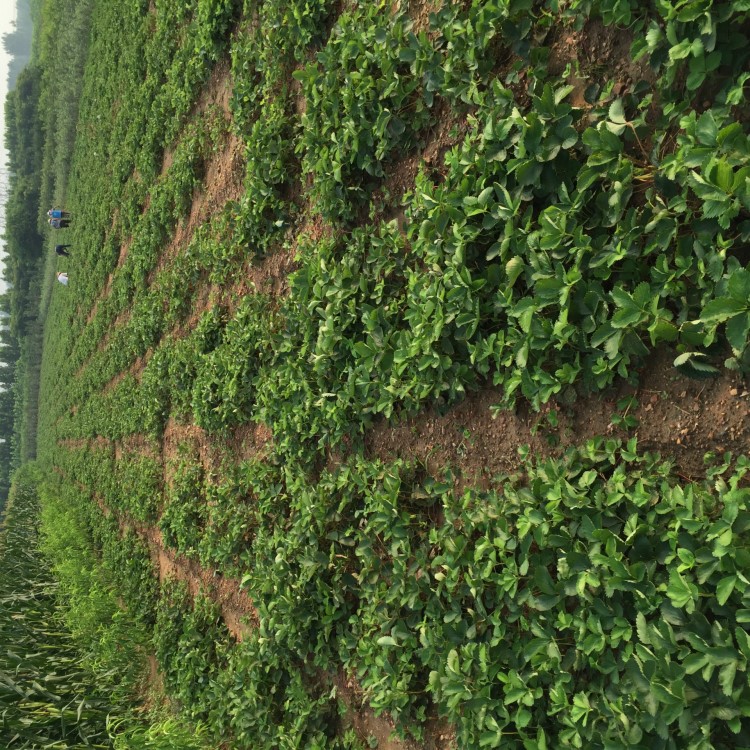 湖北脱毒草莓苗繁育种苗基地/全明星草莓苗/甜查理草莓苗/红颜