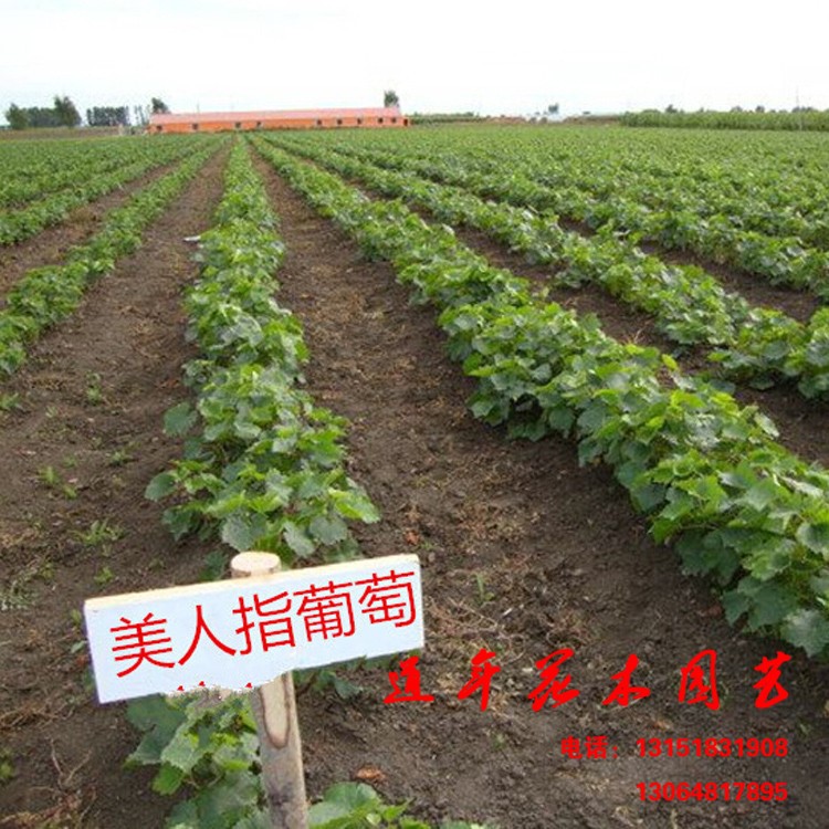 道年花木園藝場批發葡萄苗 【美人指】葡萄  量大優惠