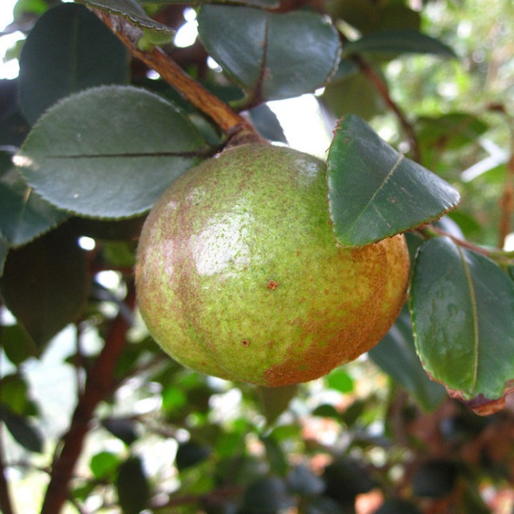 基地直销嫁接两年生湖南油茶苗茶籽树苗良种茶油籽果树苗