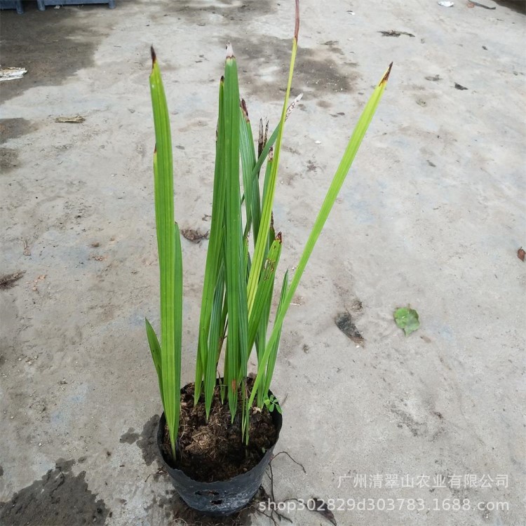 苗圃直銷(xiāo)中東海棗苗庭院陽(yáng)臺(tái)盆栽花卉綠植四季常青銀海棗苗