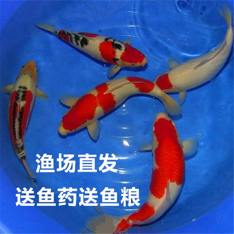 錦鯉魚活體觀賞魚淡水冷水魚黃金紅白日本種錦鯉魚苗金魚風(fēng)水魚