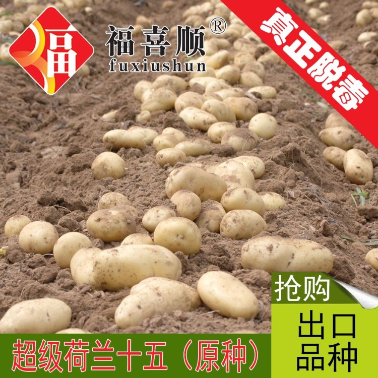 內蒙古基地   脫毒土豆種子系列  馬鈴薯種 荷蘭十五種薯