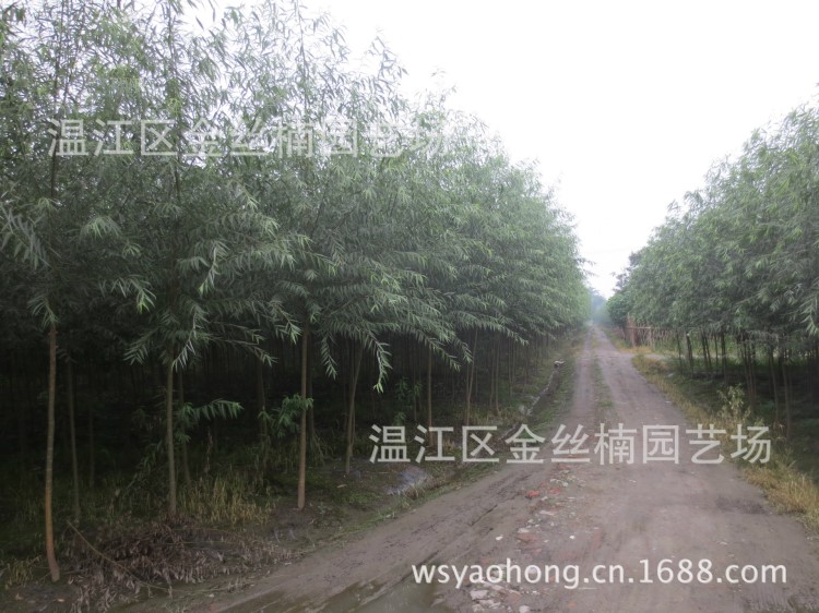 低價批發竹柳 美國竹柳價格 四川竹柳 成都竹柳基地 溫江竹柳批發