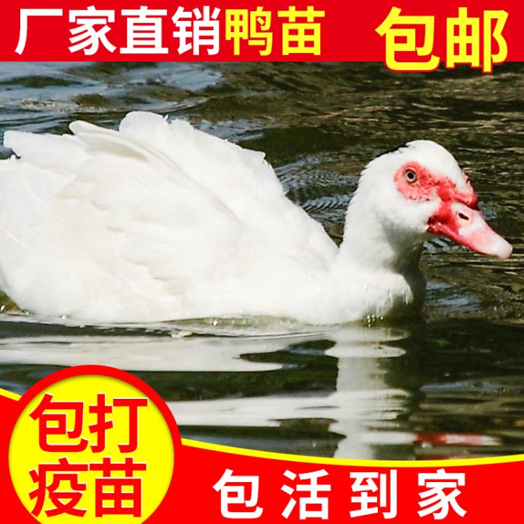 廠家鴨苗批發(fā) 大種白番鴨 黑番鴨 農(nóng)家生態(tài)散養(yǎng)土番鴨 量大從優(yōu)