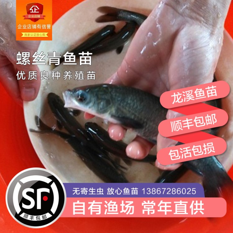 草魚苗青魚鯽魚鰱魚魚苗銀雪魚黃顙魚花骨魚魚苗淡水魚苗養(yǎng)殖包郵