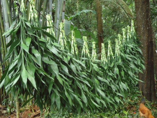 海南鮮花富貴竹批發(fā)小號竹子200扎起批發(fā)