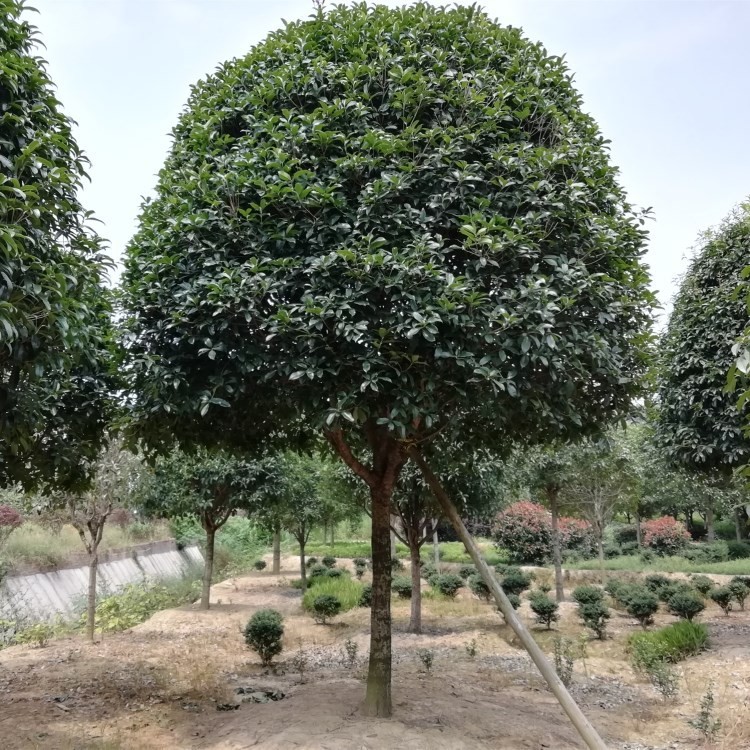 批发湖南桂花树 常绿乔木开花结果 丹桂树 四季桂花苗木价格优