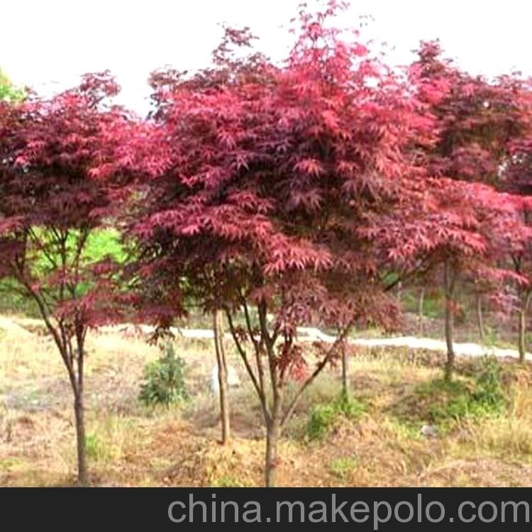 基地直銷 紅楓 灌木 球類 喬木類 等承接綠化工程批發(fā)配送。