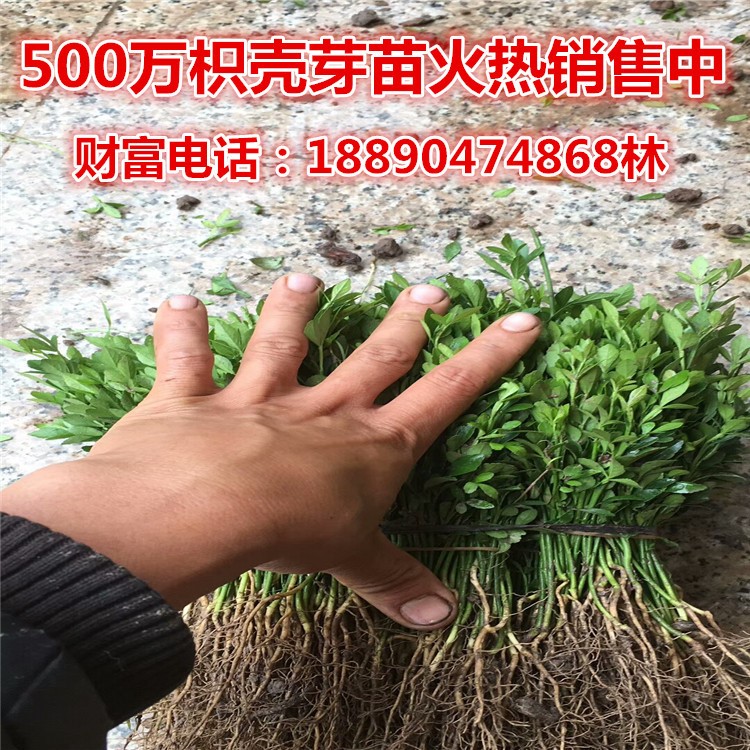 基地出售枳殼苗 枳殼芽苗 枳殼小苗 枳殼奶苗 枸橘苗