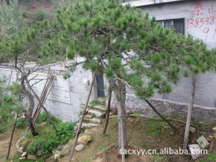 供应山东造型黑松泰安行道松树苗木价格看树定价