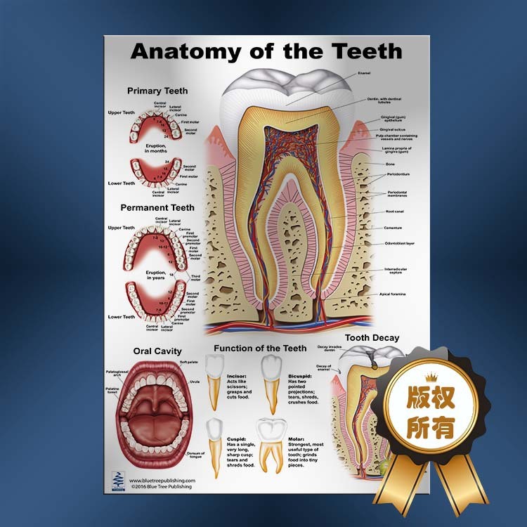 牙齿海报 海报 医教 医宣 医药 挂图 牙医 牙病 口腔