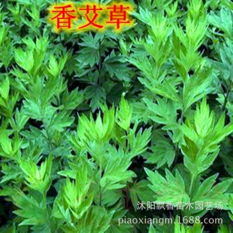 中藥材 野生艾草種子 端午節(jié)用的植物艾草種子 艾草苗