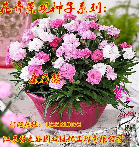 康乃馨種子 花卉植物盆栽綠植易種花種子花籽四季播