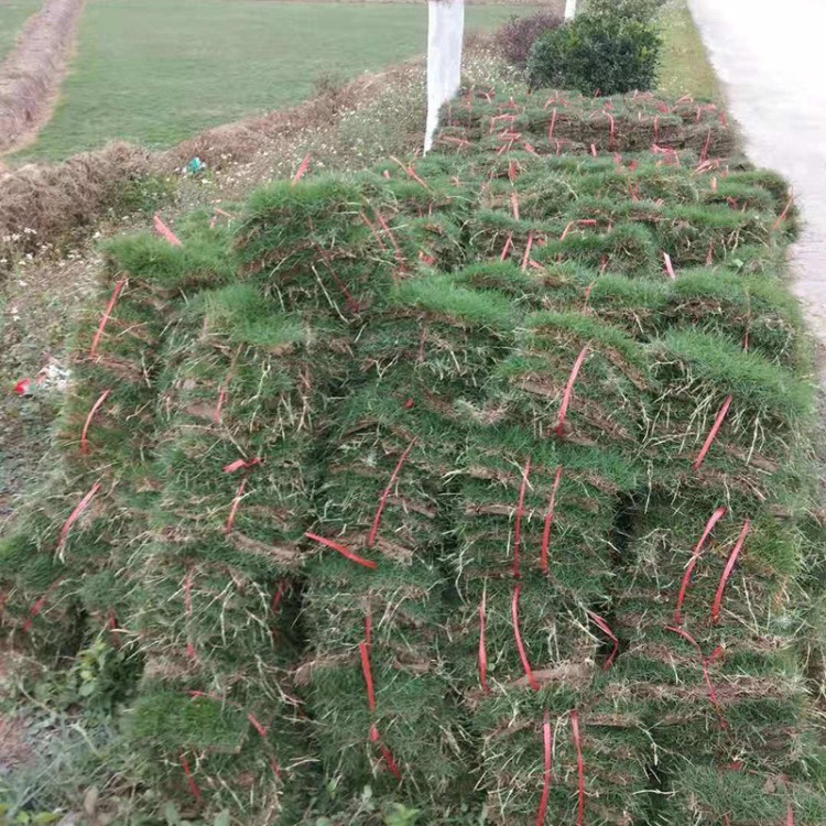 批發(fā)真草皮 果嶺草卷 道路綠化 足球場 高爾夫草坪