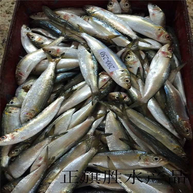 冷凍 凍魚 凍沙丁魚  可做金槍魚餌料  或做罐頭沙丁