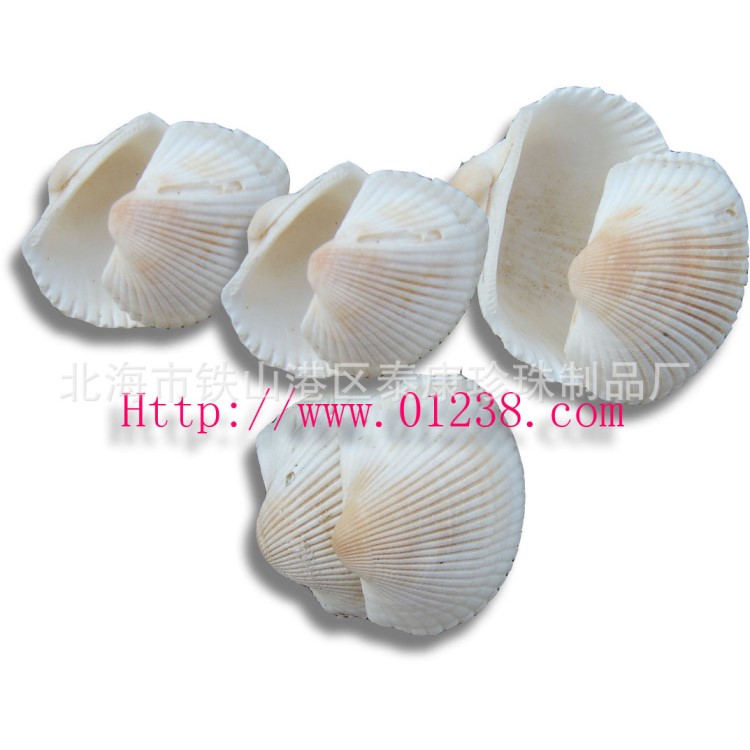 瓦楞子 红螺贝壳 工艺品原材料 毛蚶壳4~5cm/kg