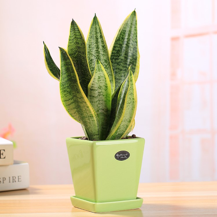 白玉金边虎尾兰 桌面盆绿植园艺 小盆栽办公室内居家装饰植物