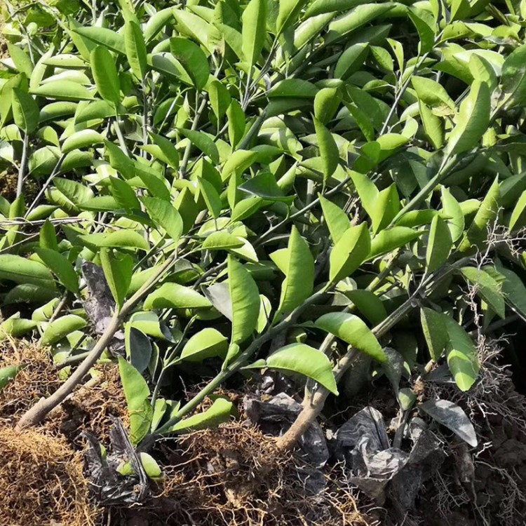 江西地产 臭橙枳壳苗 小树苗 药材苗种植基地 一年苗 量大价优