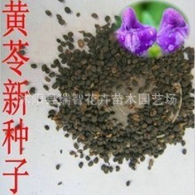 黄苓种子 山茶根 多年生 茎叶可泡茶 解热降压 解烟酒