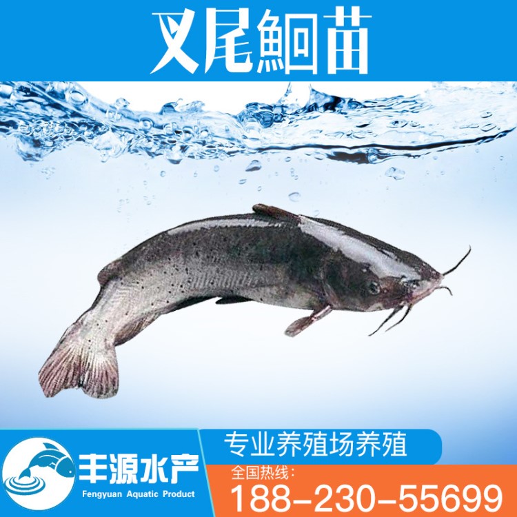 【好品質推薦 苗場直供】叉尾鮰魚苗 斑點溝鯰鉗魚苗淡水活體養(yǎng)殖