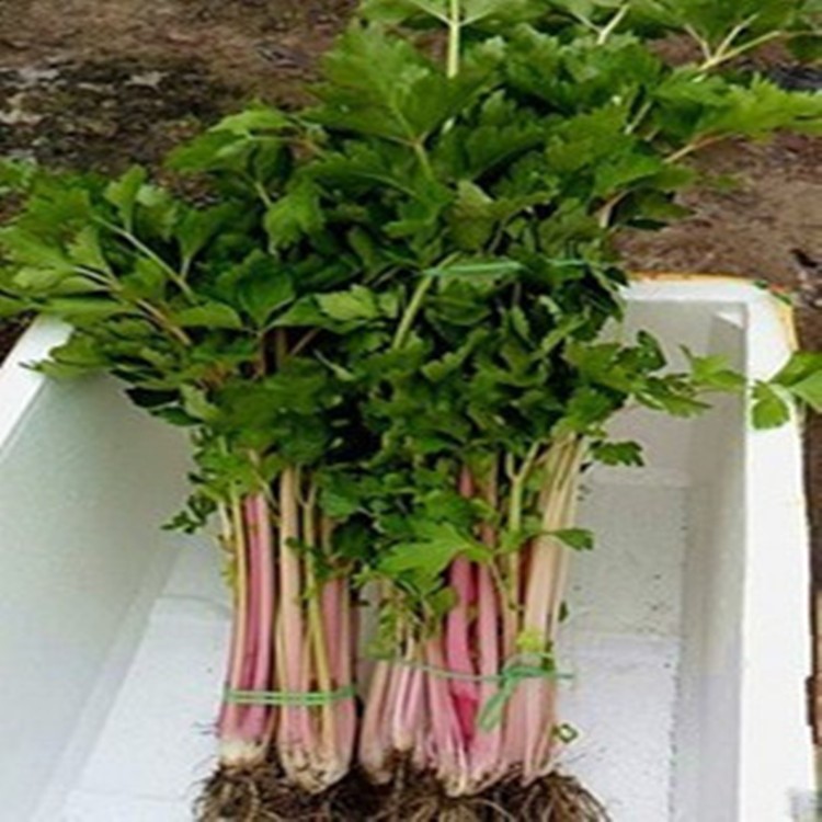 荷兰红芹菜种子 野生红芹种子 彩色芹菜种子 高端保健特菜种子