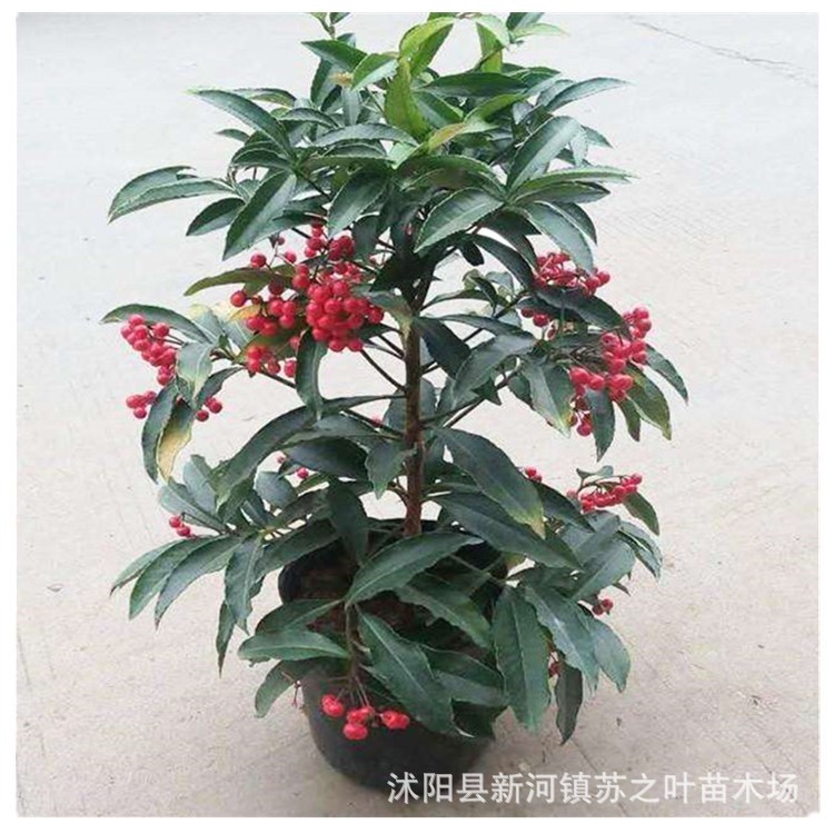 富貴子盆栽批發(fā)室內(nèi)觀賞開花植物盆景花卉紅火掛果綠植富貴籽盆栽