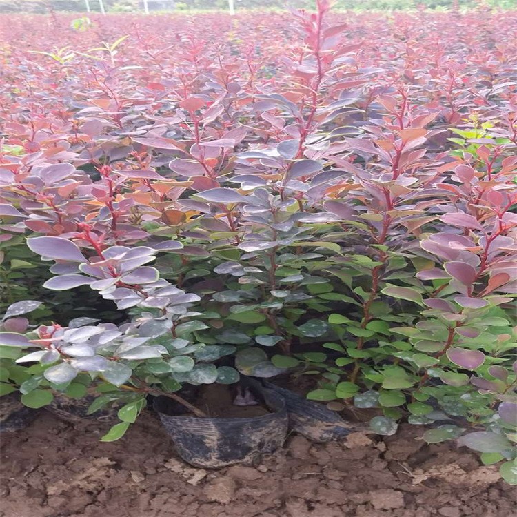 花卉基地 批發(fā)紅葉小檗 市政園林綠化 環(huán)境綠化 種植項目 觀賞