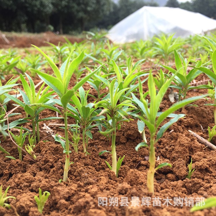 毛桃苗 桃树芽苗 毛桃幼苗 广西 阳朔景辉苗木场基地直销