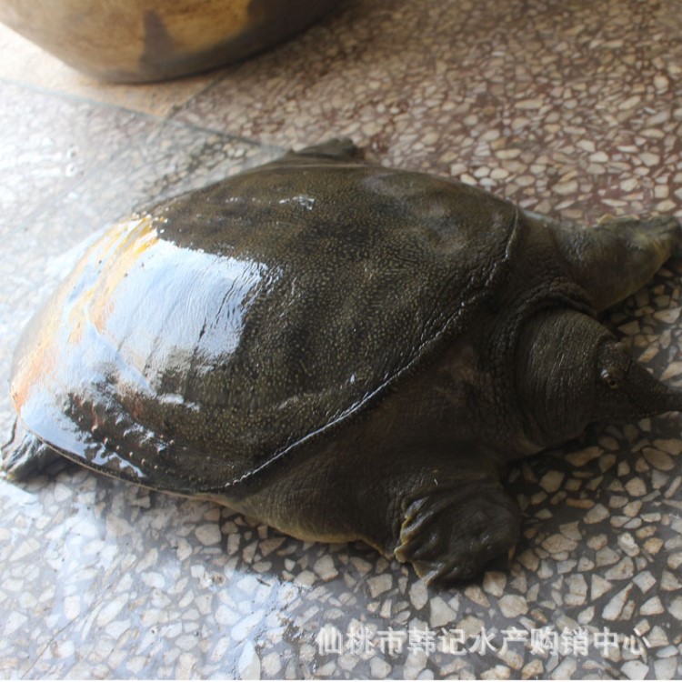 野生鮮活甲魚營養(yǎng)滋補鮮活水魚批發(fā)