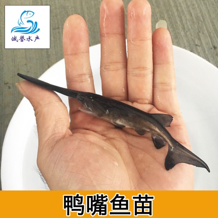 鴨嘴魚苗 匙吻鱘魚苗 鴨嘴鱘魚苗 大量批發(fā)全國(guó)各地包郵