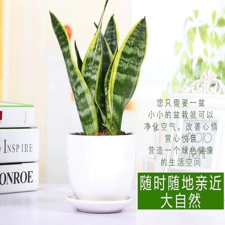 虎皮蘭盆栽金邊虎尾蘭苗植物室內(nèi)盆栽綠蘿發(fā)財(cái)樹花卉批發(fā)桌面陽臺