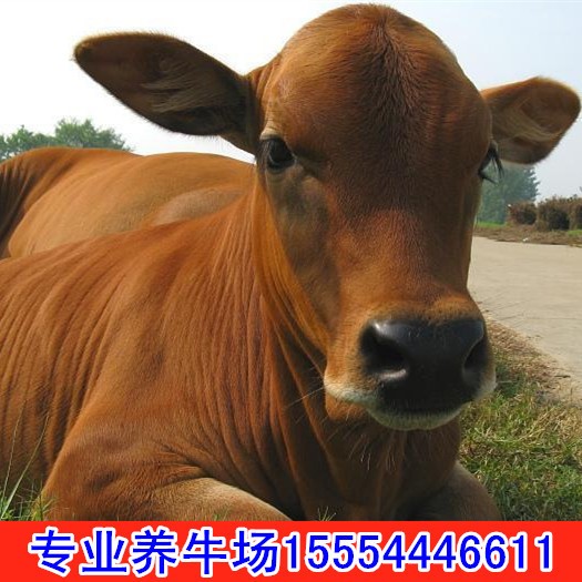 甘肅成年公牛價(jià)格*2000頭高品質(zhì)牛犢子活體 出售@育肥牛