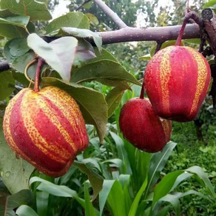 梨树苗早酥红梨树苗红啤梨果树苗南方北方种植庭院盆栽地栽水果苗