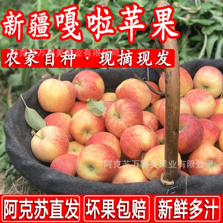 新疆阿克蘇紅富士蘋果新鮮現(xiàn)摘當(dāng)季水果冰糖心紅富士整箱批包郵