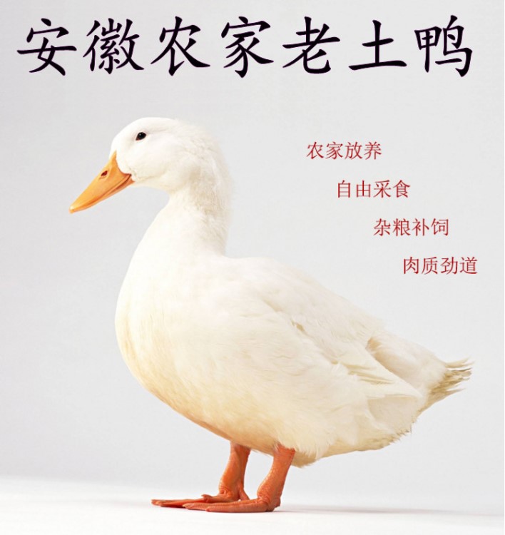 農(nóng)家散養(yǎng)土鴨老鴨谷鴨草鴨水鴨番鴨笨鴨新鮮鴨散養(yǎng)鴨三年下蛋老鴨